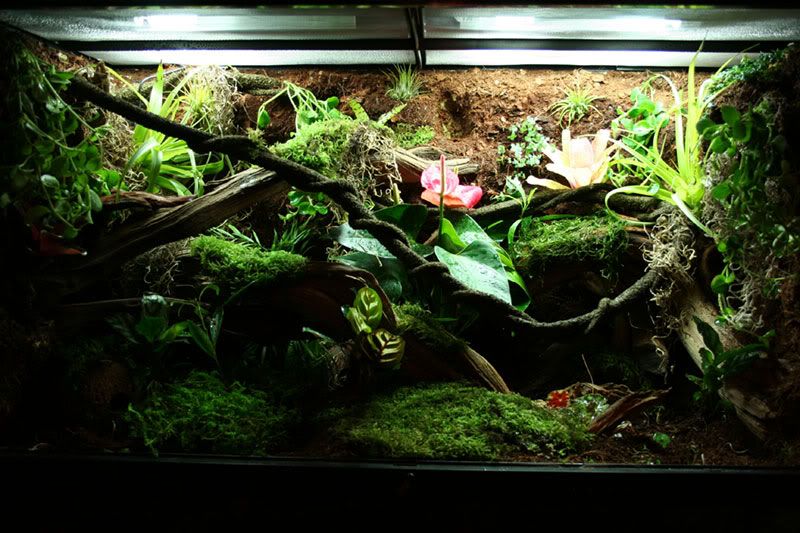 My FIRST build log. Exo Terra 36 X 18 X 24 Dendroboard